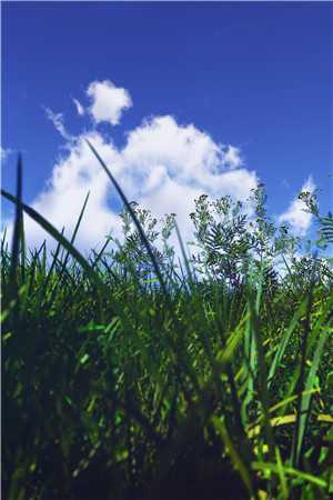 小野菊修仙之路