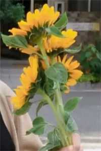落花辞君别流年