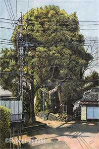 从此山河皆过客