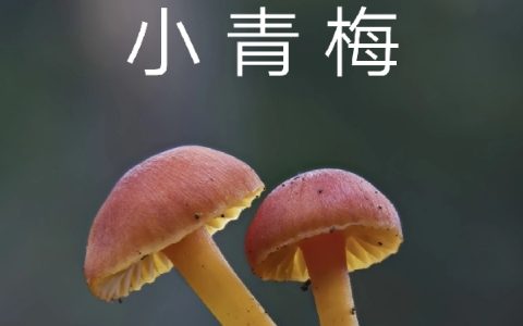 完整版《竹马小青梅》全文免费阅读