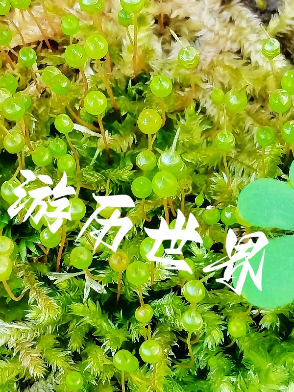 快穿之我靠打工游历世界