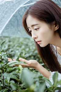 完结版免费小说闪婚蜜爱：总裁独宠小娇妻盛莞莞凌霄_闪婚蜜爱：总裁独宠小娇妻(盛莞莞凌霄)完结版小说